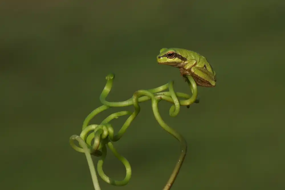 Şener, Savaş: adorable