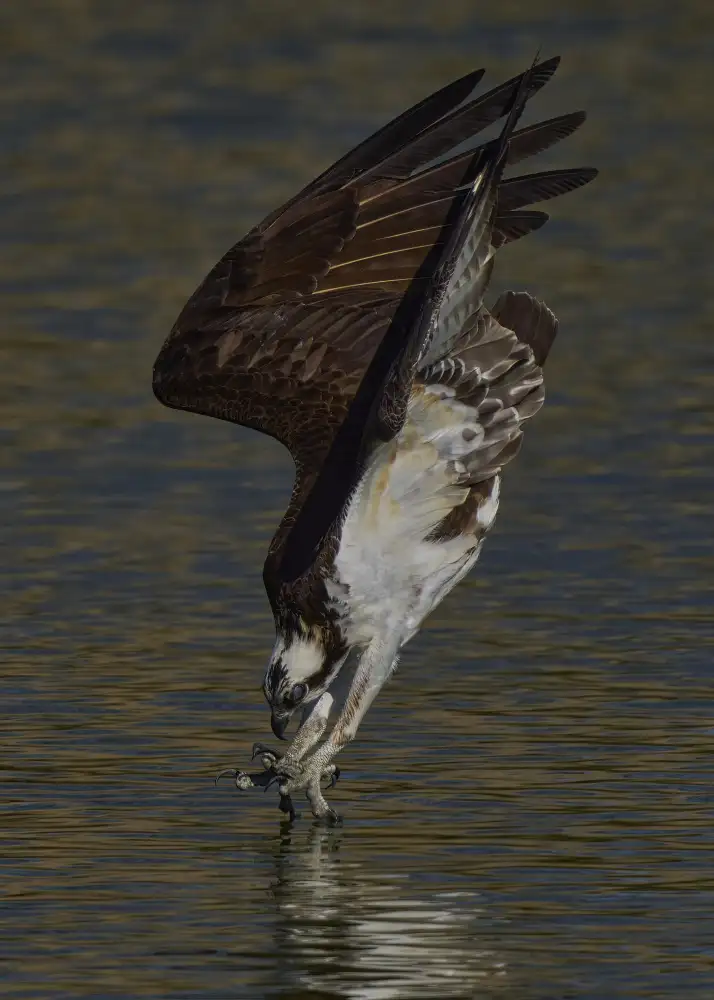 Chen, Johnny: Immersioni con il falco pescatore