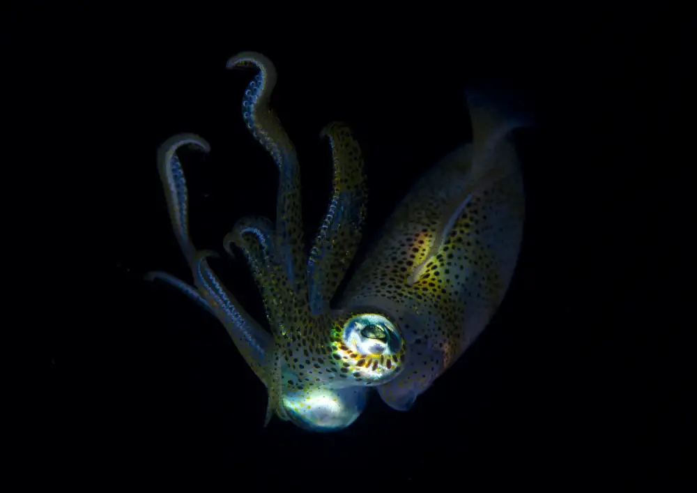 Lin, Y Ryan: Night Elf (Squid)