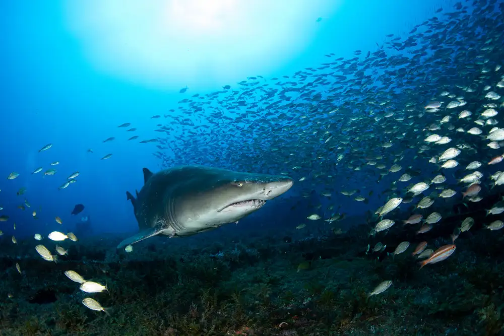 Lin, Y Ryan: Sand Tiger Shark
