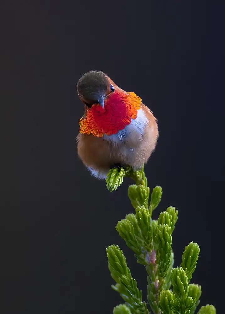 Huang, Johnson: Colibrì