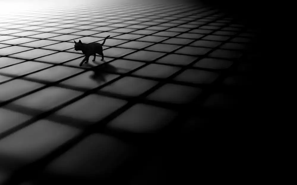 Qadermazi, Arastoo: black cat