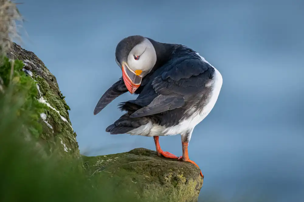 Sink, C. Jeffrey: Tik Tok Puffin