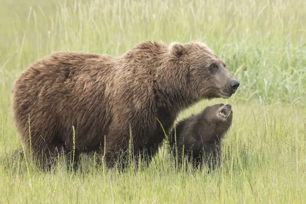Lester, D Linda: MAMMA