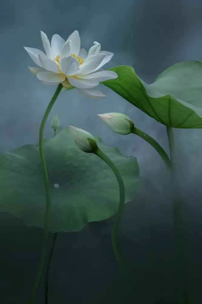 Ye, NingYun: Lotus