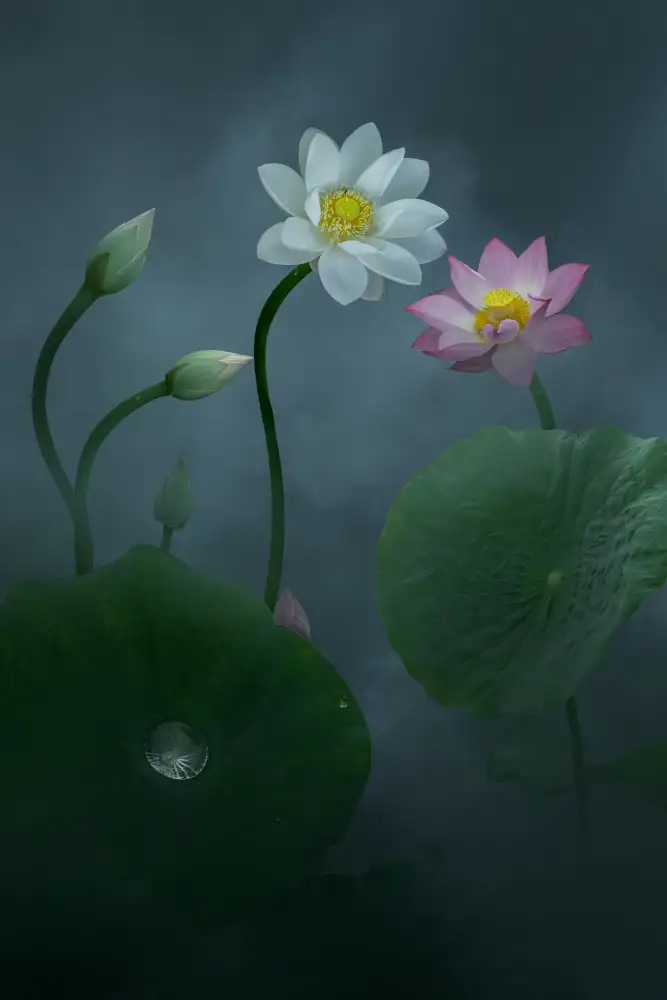 Ye, NingYun: Lotus