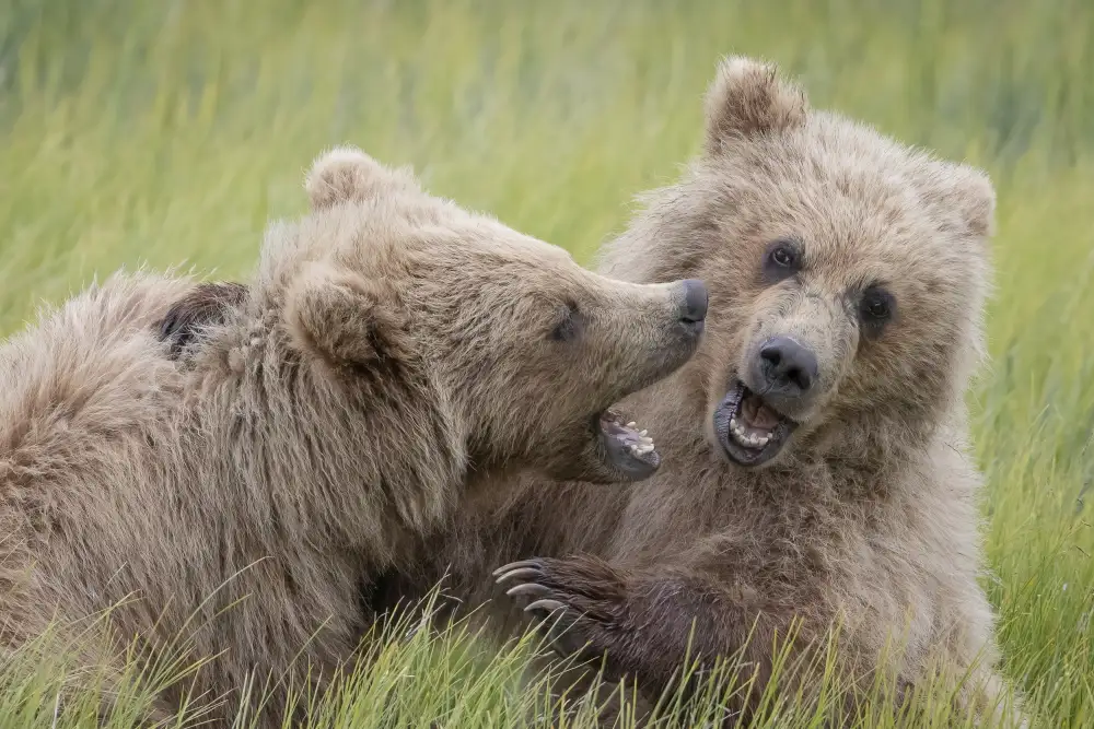 Doyle, Renee: Coccolone come un orso