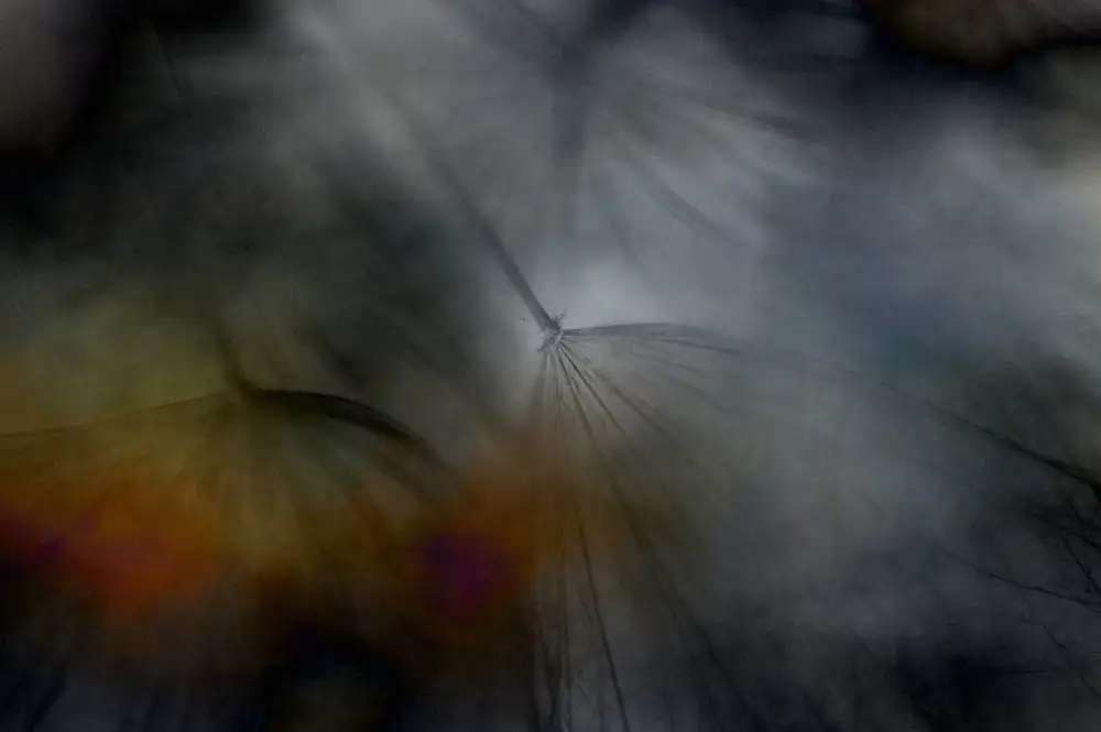 Grønkjær, Lotte: Tragopogon abstract