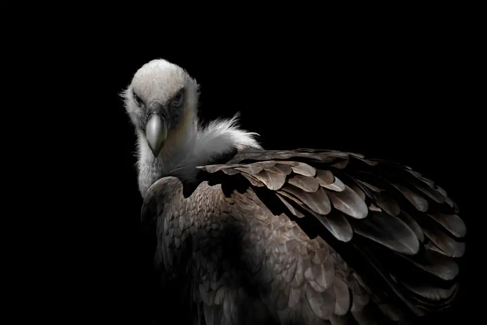 Guillemot, Mathilde: Buitre Leonado