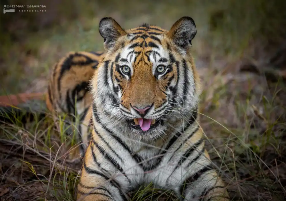 Sharma, Abhinav: Cheeky Tiger