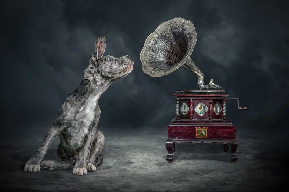 Egger, Marcel: MusicDog