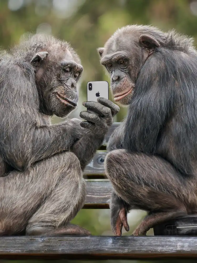 Egger, Marcel: MonkeyPhone