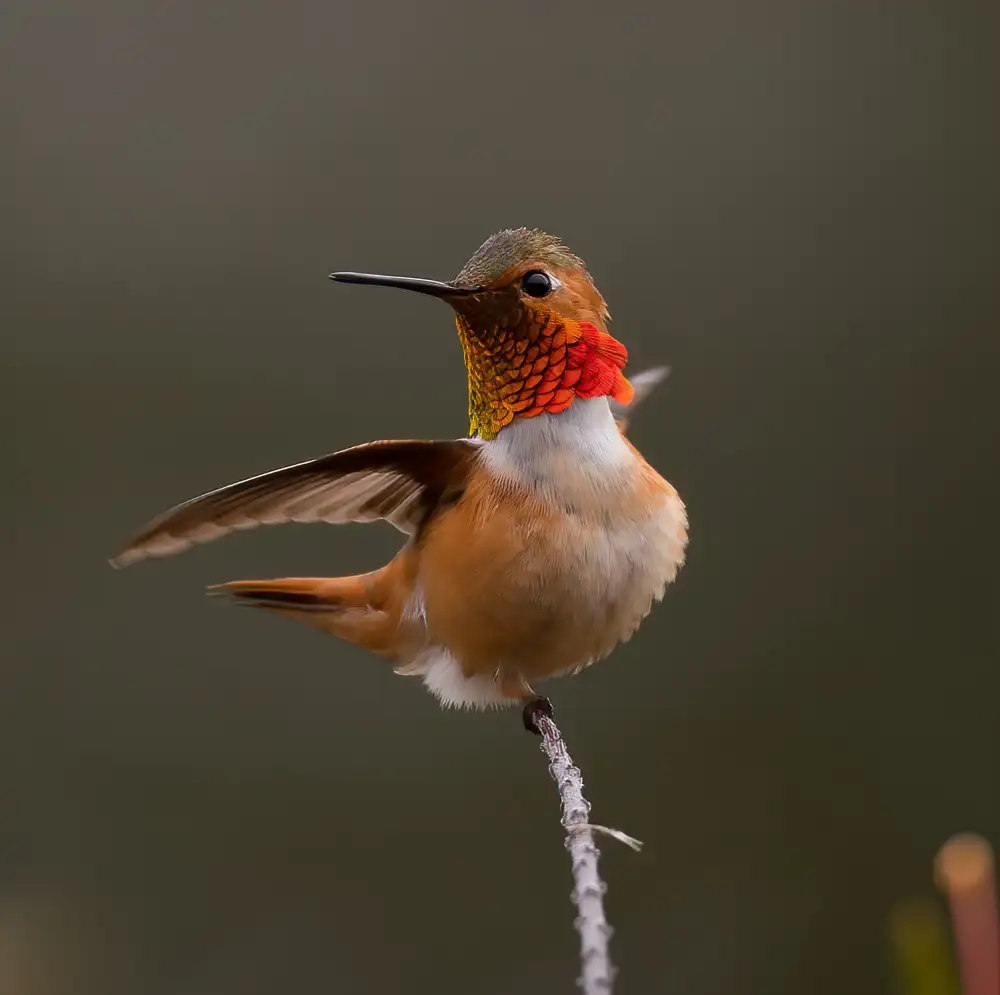 Huang, Johnson: colibrì