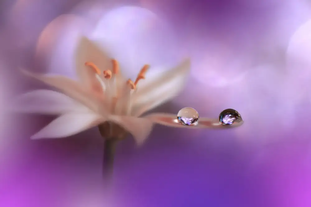 Nan, Juliana: Vent violet..