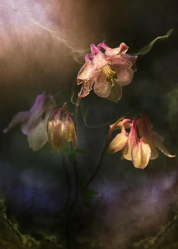 Zvinakeviciute, Kristina: Common columbine