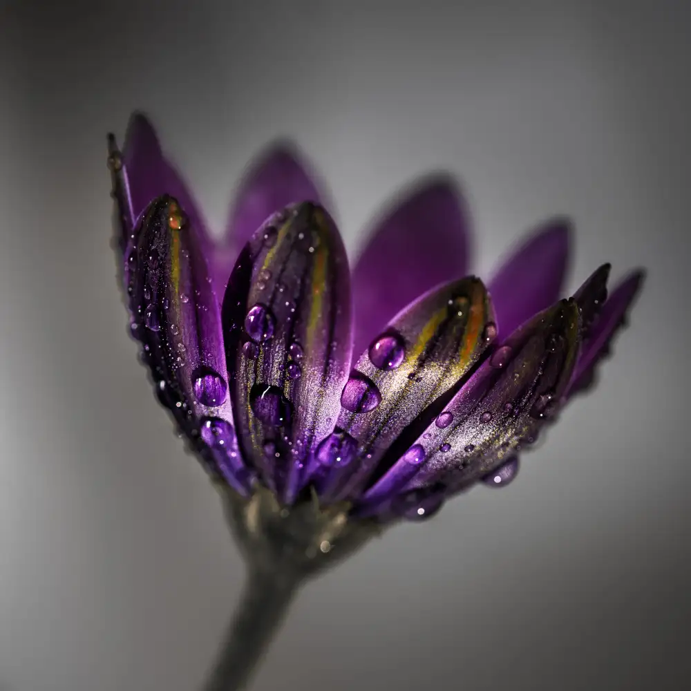 Wilson, Francis: Broad-Leaved Anemone