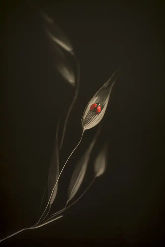 Kiral, Cicek: A Resting Place