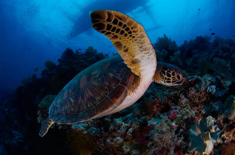 Lin, Y Ryan: Green sea turtle