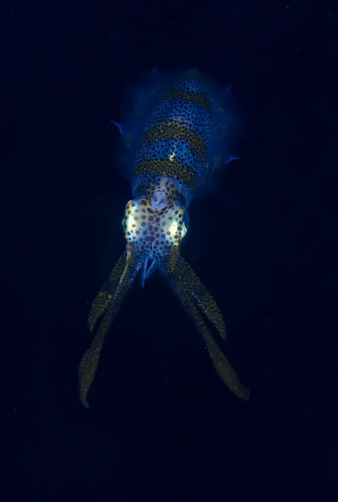 Lin, Y Ryan: Squid