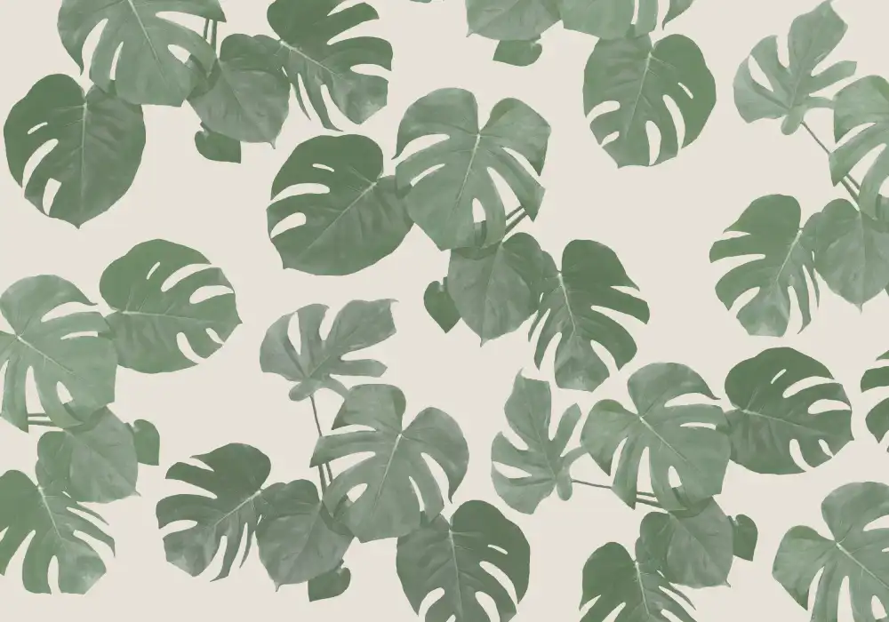 Studio, Pictufy: Foglie di Monstera