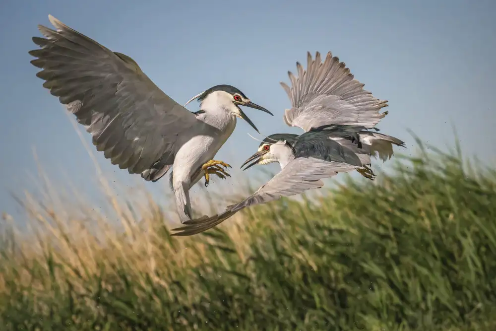 Hu, Mei: courtship