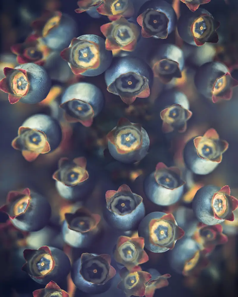 Zvinakeviciute, Kristina: Blaubeeren