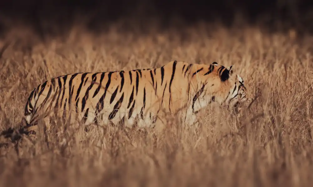 Sharma, Abhinav: Artistic Tiger Camouflage
