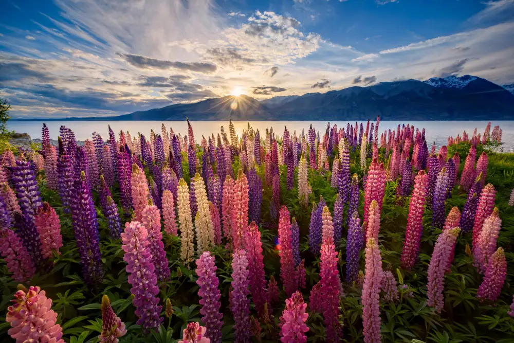 Yu, Zhen James: Lupins au bord du lac