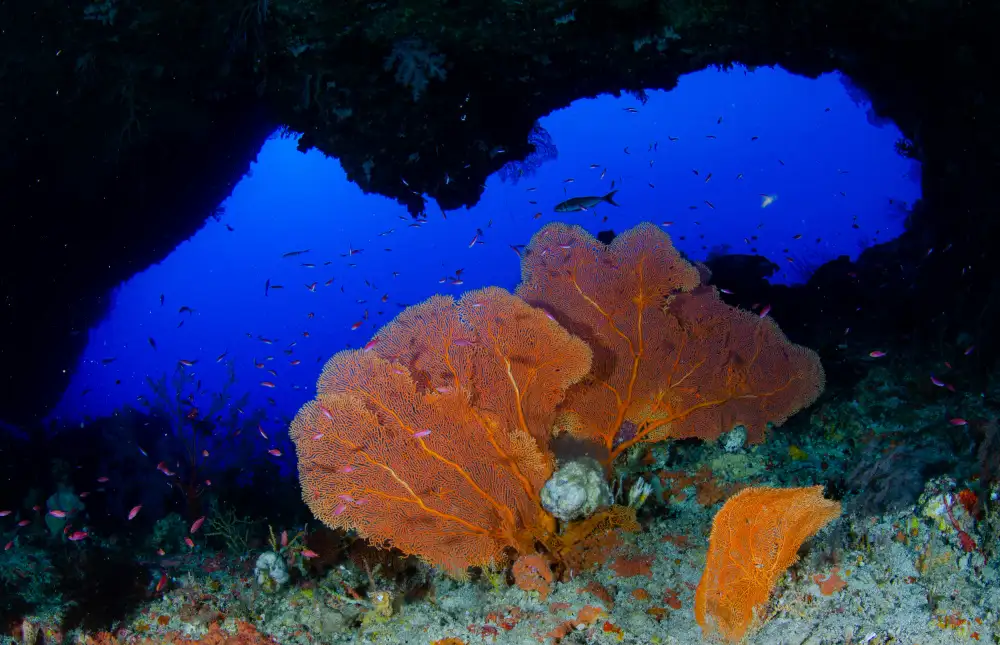 Lin, Y Ryan: Red sea fan