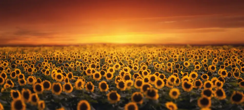 Seo, Tiger: Sunset on Sunflower field