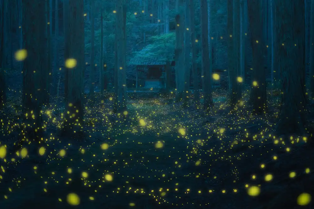 quan, van Vu: Night in the shrine