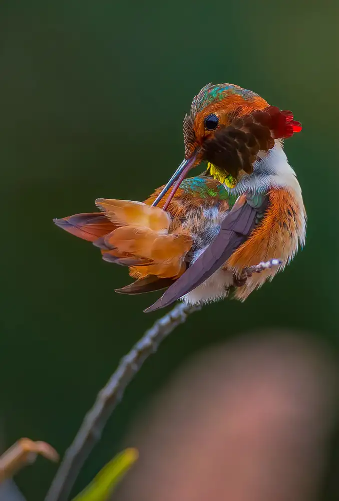 Huang, Johnson: colibrì
