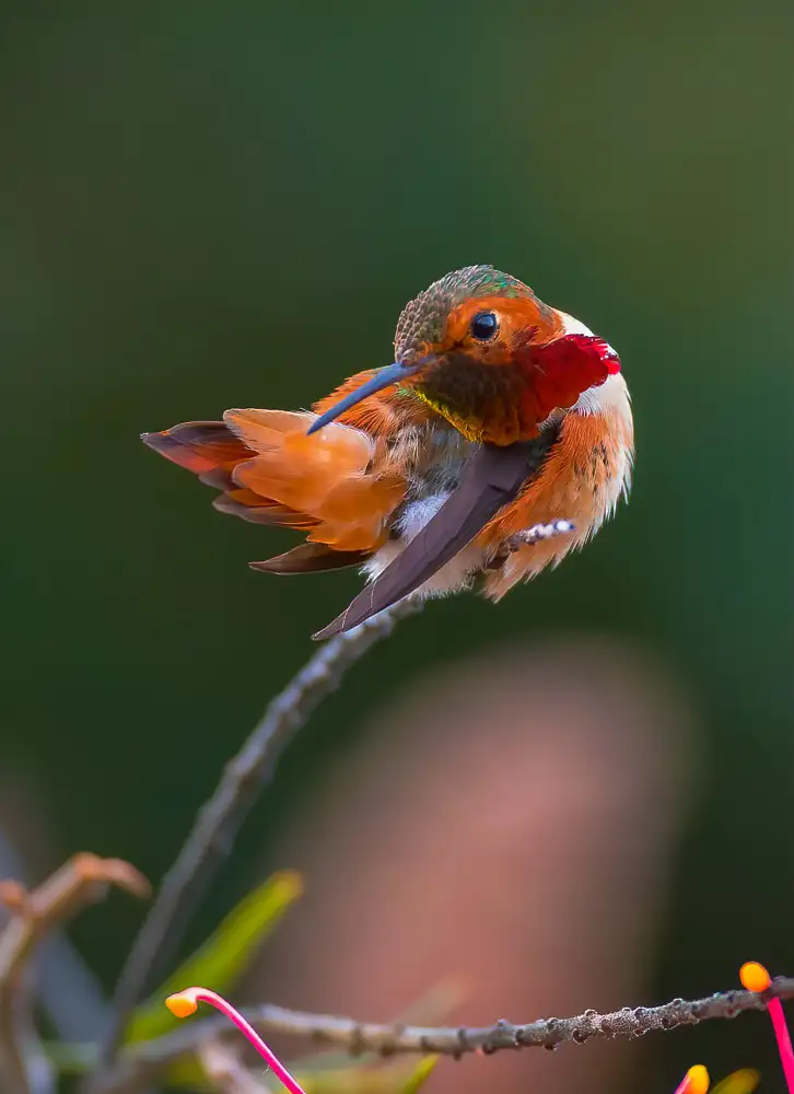 Huang, Johnson: colibrì