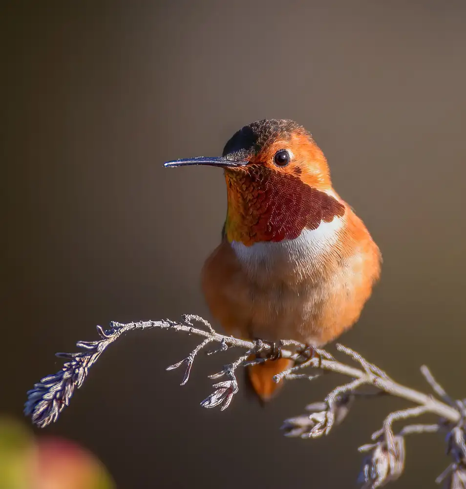 Huang, Johnson: colibrì