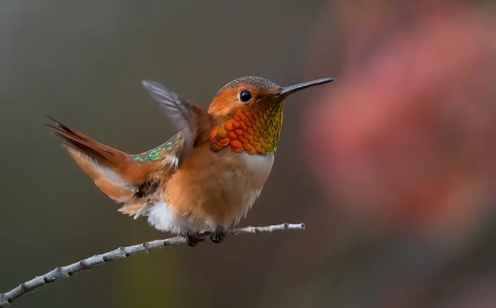 Huang, Johnson: colibrì