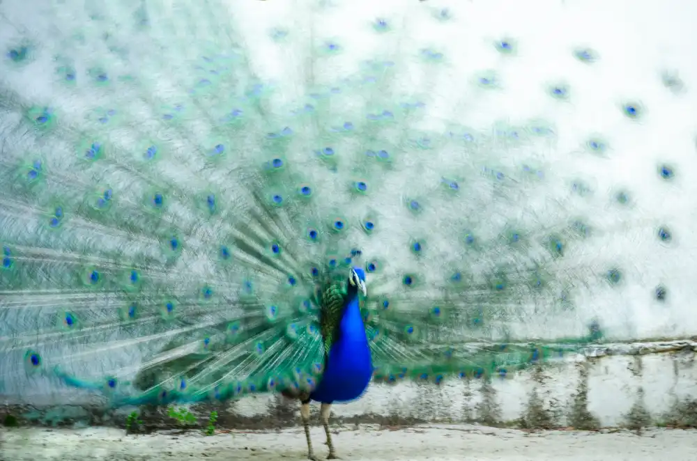 Polo, Piera: Peacock