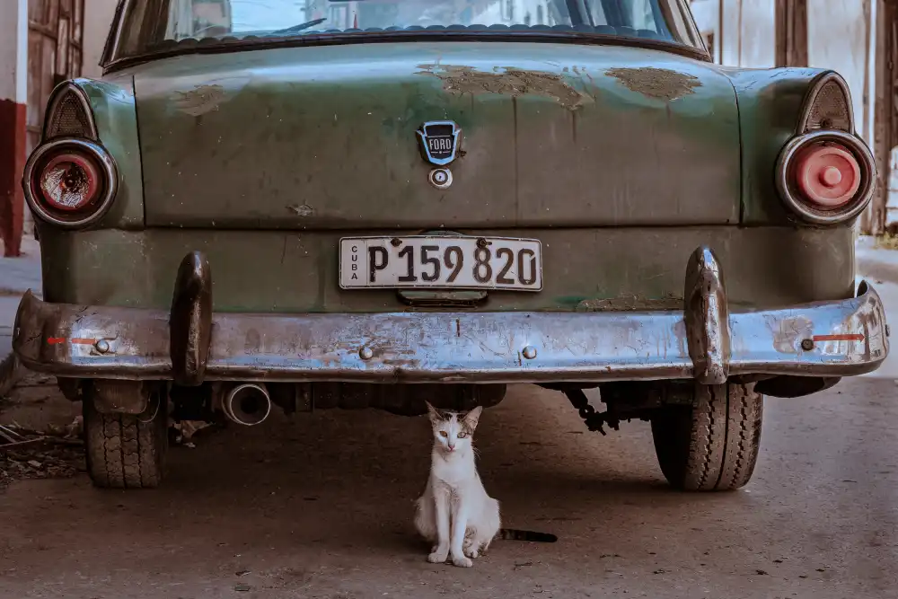 Bauer, Andreas: Cuban Cat with Car