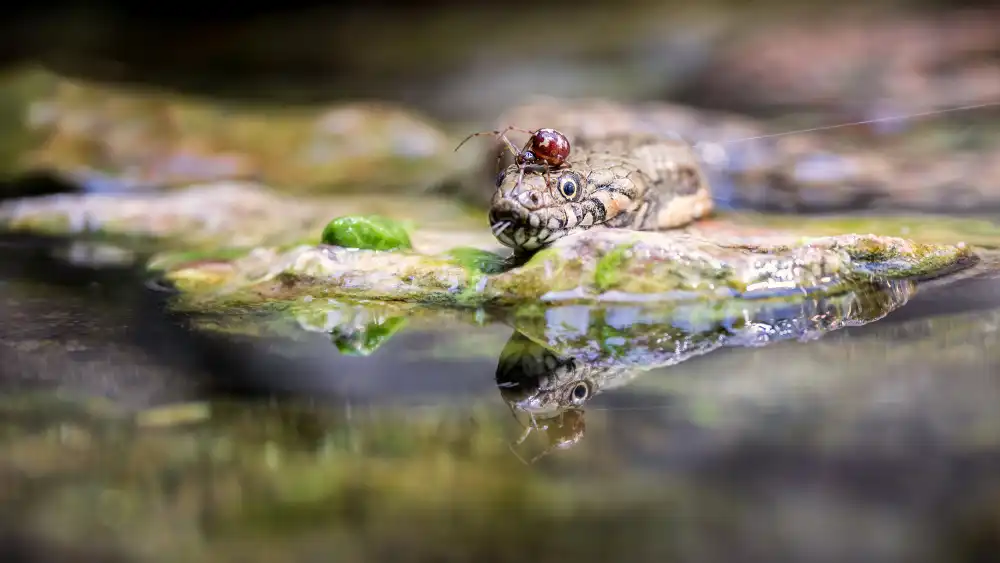 Lackner, Walter: spider