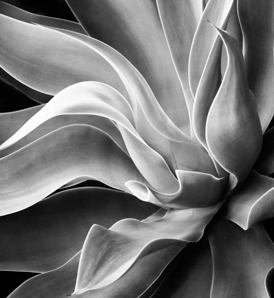 Wechsler, Robin: Agave Résumé,été 2022