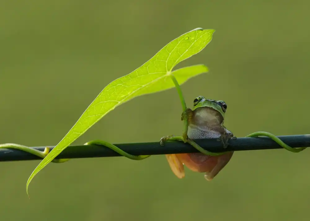 Şener, Savaş: umbrella