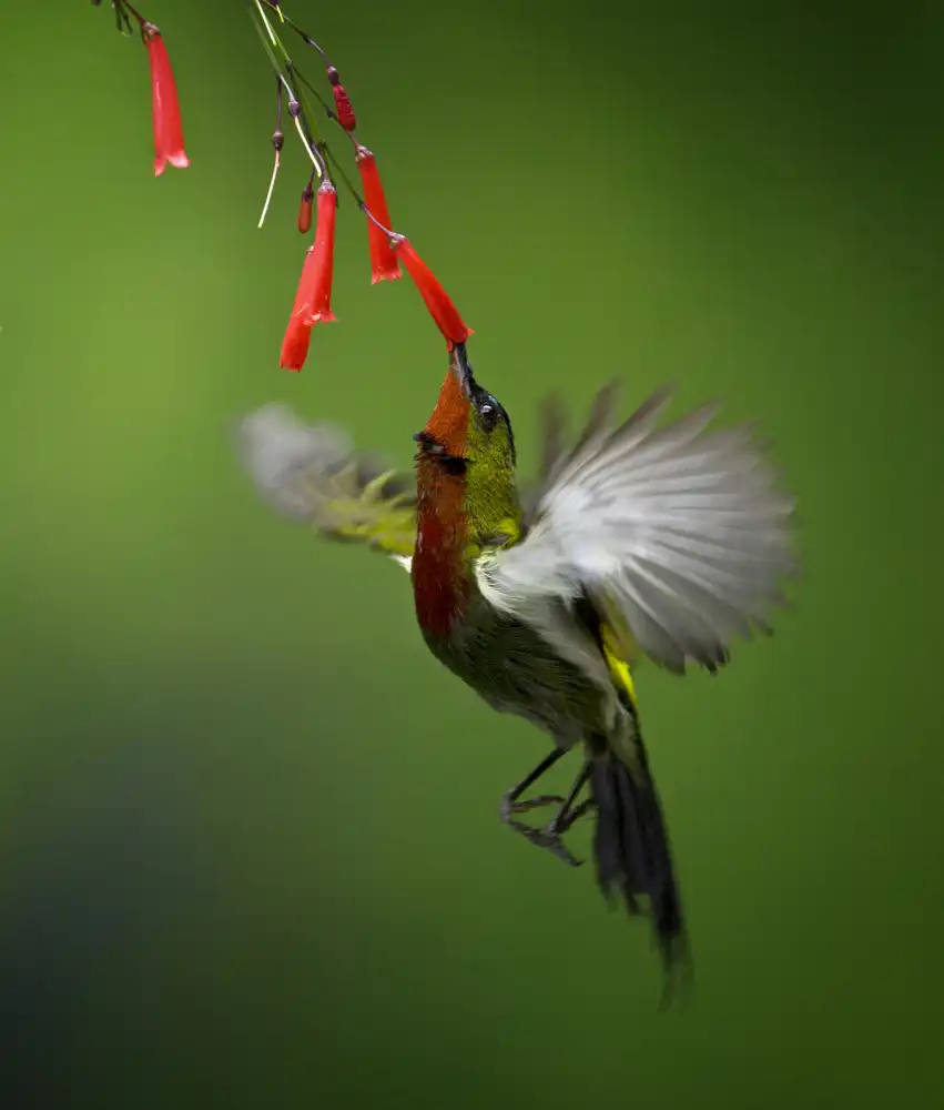 Hartojo, Muliani Angela: Oiseau solaire 2