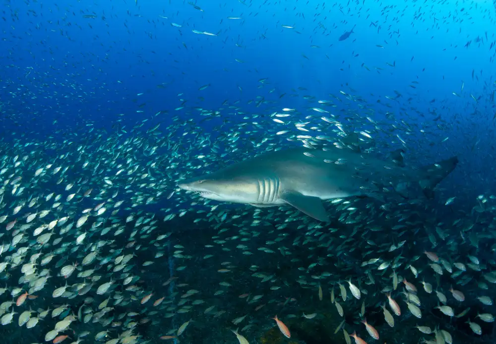 Lin, Y Ryan: Sand Tiger Shark and Fish