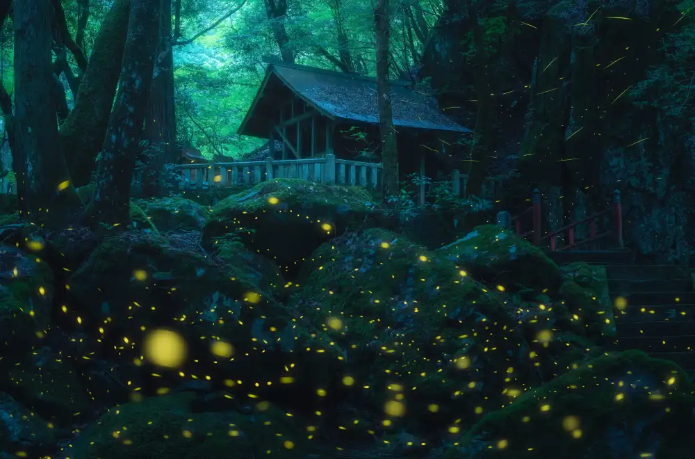 quan, van Vu: Night in the shrine