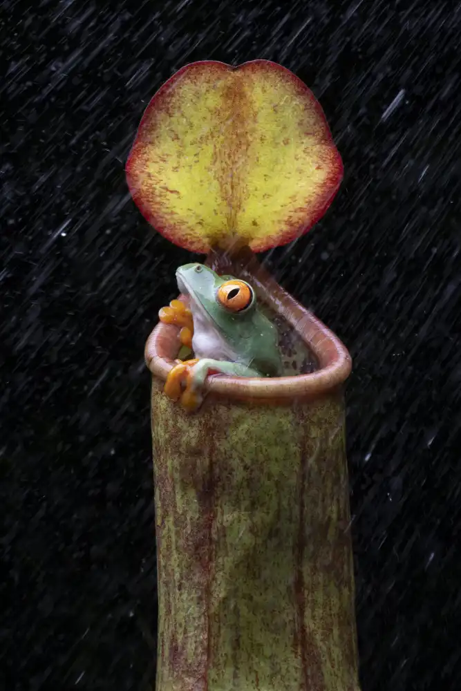 Setiadi, Ajar: žába a nepenthes
