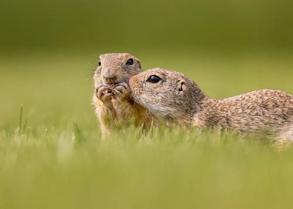 Wei, and Siyu: spolu