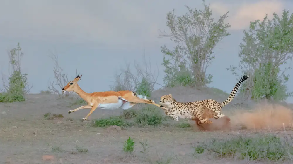 Xu, Sheila: Cheetah Hunting