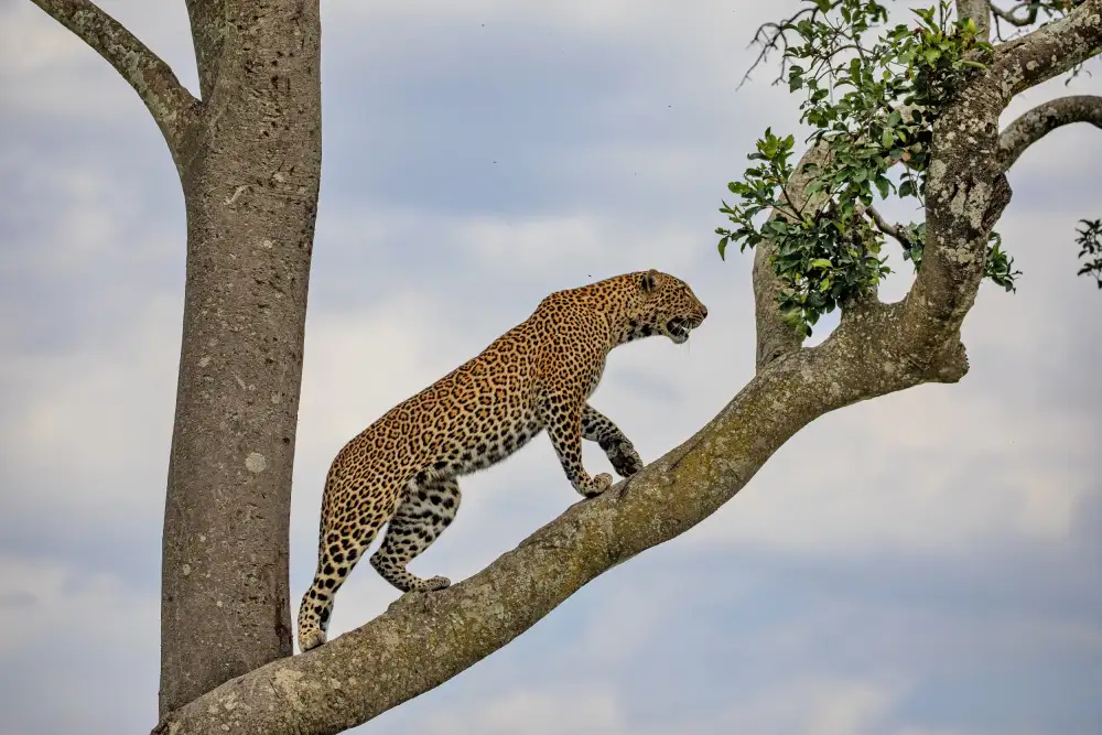 Catta, Alessandro: Arrampicata
