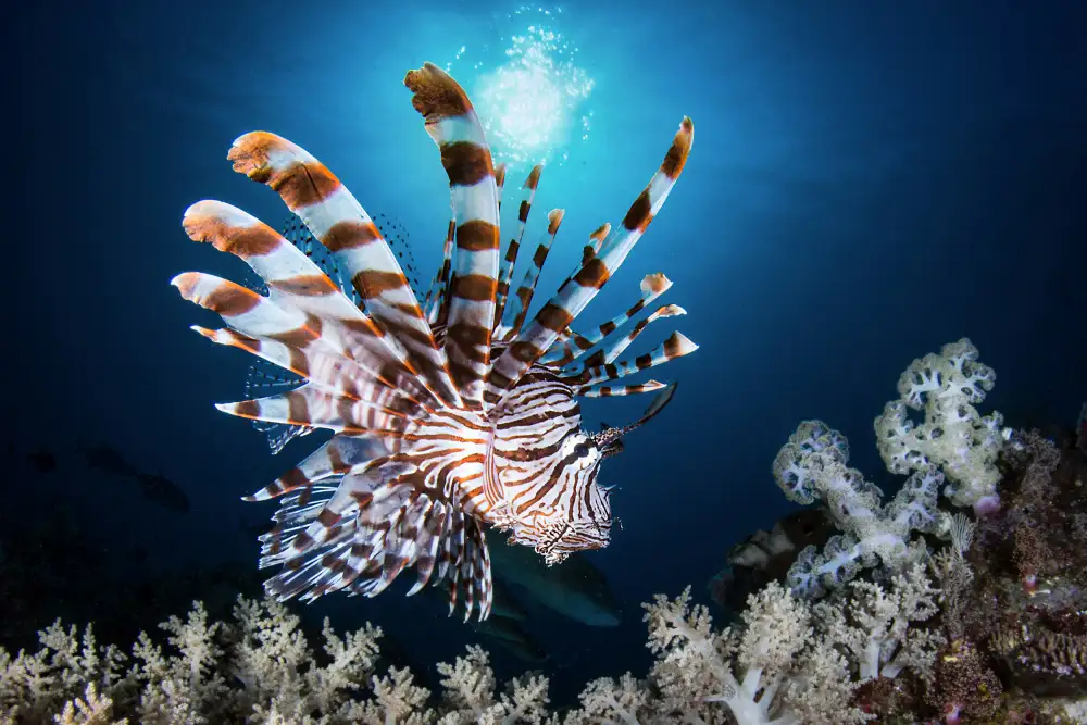Péneau, Cédric: Lionfish