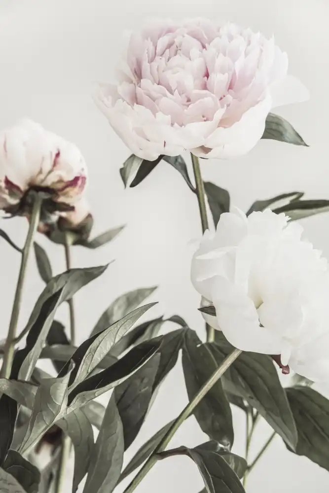Studio, Pictufy: Peonia 04