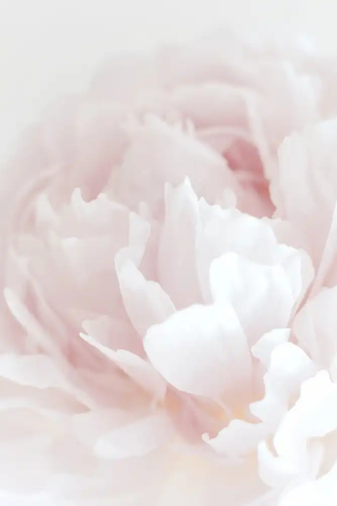 Studio, Pictufy: Peonia 05